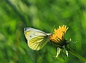 IMG_2598 alm14_k